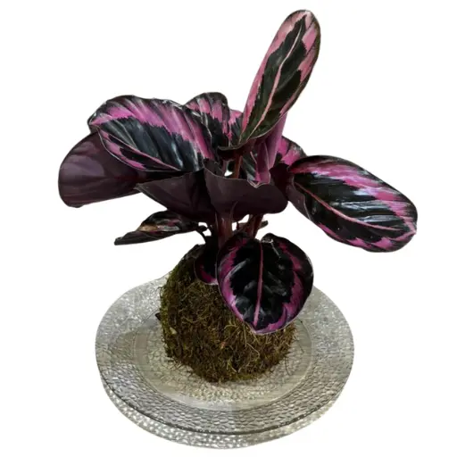 Kokedama calathea dottie